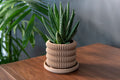 The Clifton succulent planter